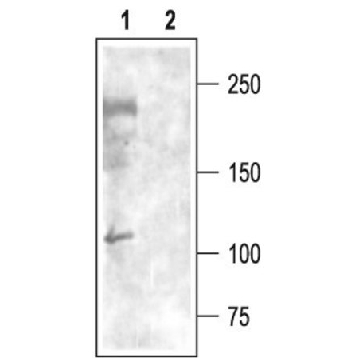 Anti-Calcium Channel CaV3.3 (α1I) antibody produced in rabbit，200UL，C4616-200UL，Sigma