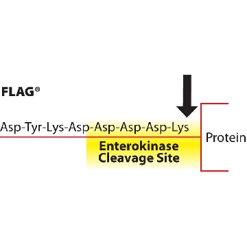 3X FLAG® 肽，4MG，F4799-4MG，Sigma