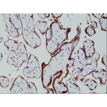 抗-hCG（人绒毛膜促性腺激素）抗体，兔单克隆，100UL，SAB5600141-100UL，Sigma