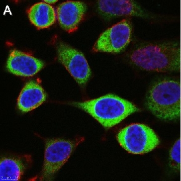 Anti-CAPRIN1 Antibody, clone 1F2 ZooMAb® Rabbit Monoclonal，25UL，ZRB1292-25UL，Sigma