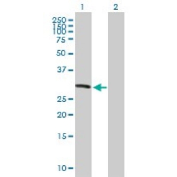 Anti-KIF26A antibody produced in mouse，50UG，SAB1407288-50UG，Sigma