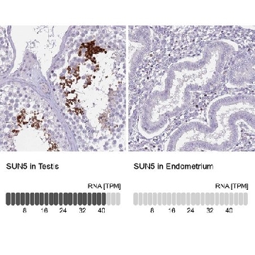 Anti-SUN5 antibody produced in rabbit，100UL，HPA048529-100UL，Sigma