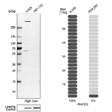 Anti-RNF213 antibody produced in rabbit，100UL，HPA003347-100UL，Sigma