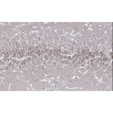 Anti-NMDAR2A Antibody, clone A12W, ZooMAb® Rabbit Monoclonal，4X25UL，ZRB04901-4X25UL，Sigma