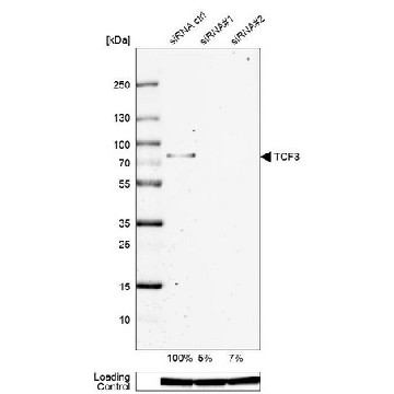 Anti-TCF3 antibody produced in rabbit，100UL，HPA062476-100UL，Sigma