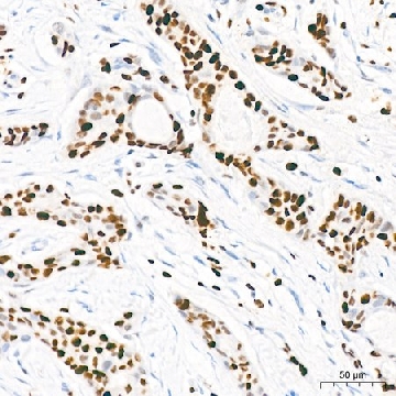 Anti-MCM2 Antibody, clone 0Q10S9, Rabbit Monoclonal，100UL，SAB5702261-100UL，Sigma