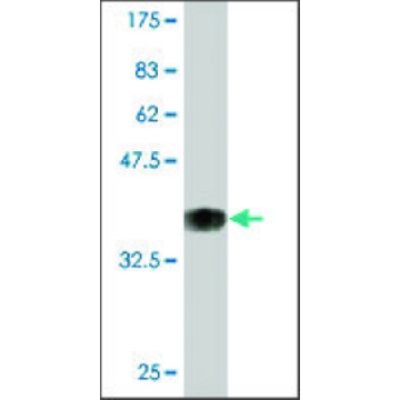 Monoclonal Anti-POU2F3 antibody produced in mouse，100UG，WH0025833M2-100UG，Sigma