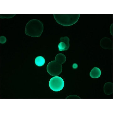 抗-人IgG2−FITC抗体，小鼠单克隆 小鼠抗，0.2ML，F4516-.2ML，Sigma