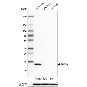 Anti-PHF5A antibody produced in rabbit，100UL，HPA028885-100UL，Sigma