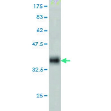 Monoclonal Anti-DUB3 antibody produced in mouse，100UG，WH0377630M1-100UG，Sigma