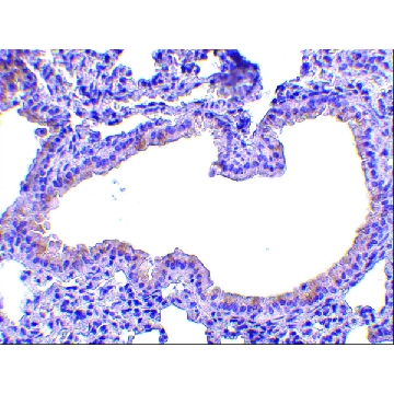 Anti-SLPI (ab2) antibody produced in rabbit，100UG，PRS4249-100UG，Sigma