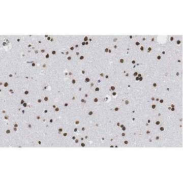 Anti-Nuclei Antibody, clone 3E1.3 ZooMAb® Mouse Monoclonal，25UL，ZMS1056-25UL，Sigma