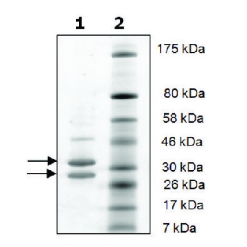 CDK4/活性人细胞周期蛋白 D1，20UG，SRP0373-20UG，Sigma