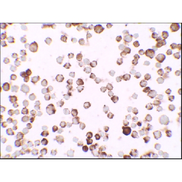 Anti-RNASET2 antibody produced in rabbit，100UG，SAB3501006-100UG，Sigma