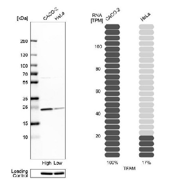Anti-TFAM antibody produced in rabbit，100UL，HPA063684-100UL，Sigma