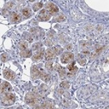 Anti-C5ORF46 antibody produced in rabbit，100UL，HPA079692-100UL，Sigma
