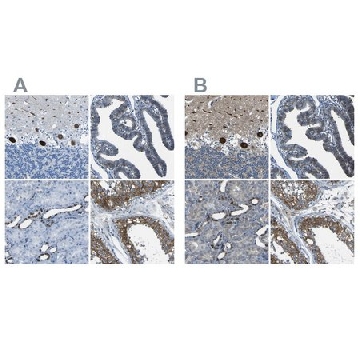Anti-STIM1 antibody produced in rabbit，100UL，HPA012123-100UL，Sigma