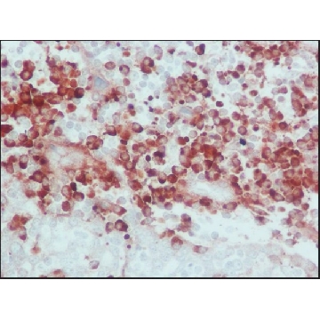 抗  人 IgG（全分子）-过氧物酶 山羊抗，2ML，A8667-2ML，Sigma