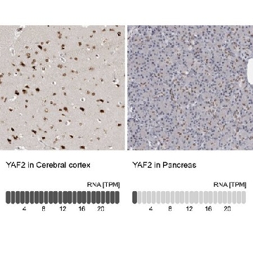 Anti-YAF2 antibody produced in rabbit，100UL，HPA026867-100UL，Sigma