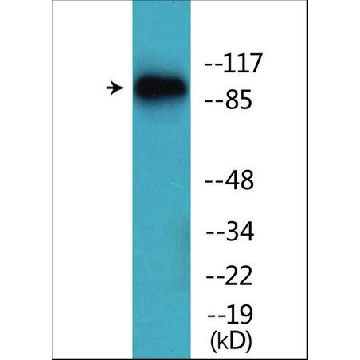 抗-磷酸化-Trk B (pTyr⁵¹⁵) 兔抗，100UG，SAB4503785-100UG，Sigma