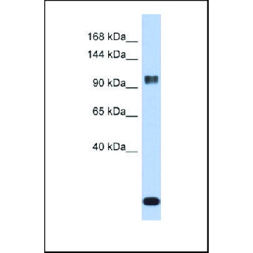Anti-ATXN7 antibody produced in rabbit，100UL，SAB2104138-100UL，Sigma