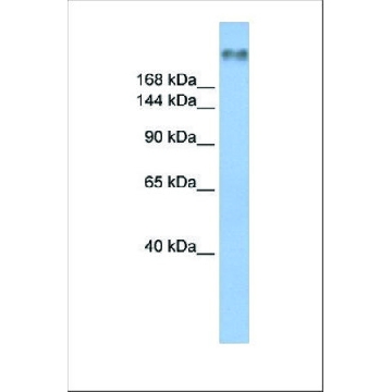 Anti-SCN8A，100UL，SAB2108709-100UL，Sigma