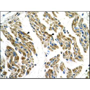 Anti-SLC35F2 antibody produced in rabbit，100UL，AV43971-100UL，Sigma