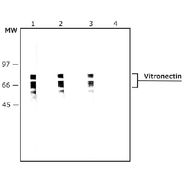 Monoclonal Anti-Vitronectin antibody produced in mouse，0.2ML，V7881-.2ML，Sigma
