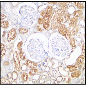 Anti-XIAP antibody produced in rabbit，100UG，PRS3331-100UG，Sigma