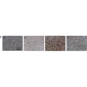 抗  ARG1 (AB2) 兔抗，100UL，AV45673-100UL，Sigma