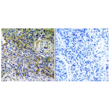 Anti-CD147, C-Terminal antibody produced in rabbit，100UG，SAB4502896-100UG，Sigma
