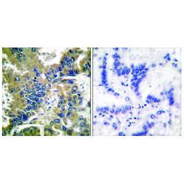 Anti-CASP-1 (Cleaved-Asp²¹⁰) antibody produced in rabbit，100UG，SAB4503272-100UG，Sigma
