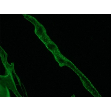 单克隆抗-肌联蛋白 小鼠抗，0.2ML，T9030-.2ML，Sigma