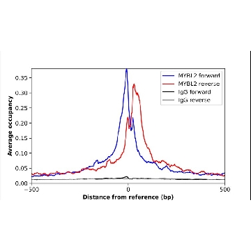 Anti-MYBL2 antibody produced in rabbit，100UL，HPA055416-100UL，Sigma