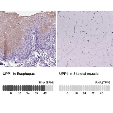 Anti-UPP1 antibody produced in rabbit，100UL，HPA055394-100UL，Sigma