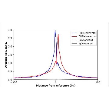 Anti-CREM antibody produced in rabbit，100UL，HPA001818-100UL，Sigma