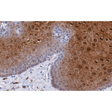 Anti-Annexin A1 Antibody, clone 5I17 ZooMAb® Rabbit Monoclonal，4X25UL，ZRB1819-4X25UL，Sigma