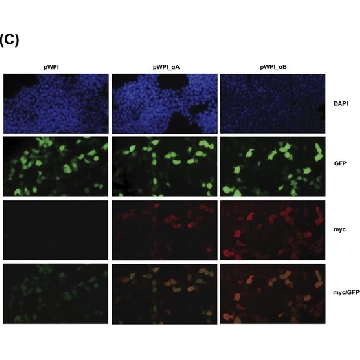 抗-GFP，N端 兔抗，100UG，G1544-100UG，Sigma