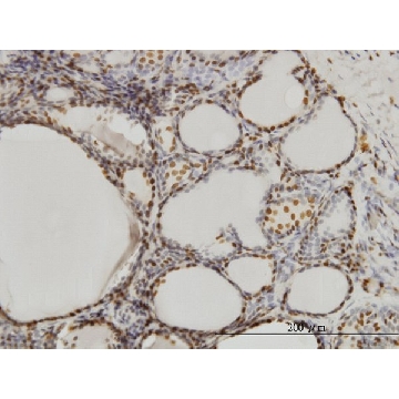 Monoclonal Anti-SFPQ antibody produced in mouse，100UG，WH0006421M2-100UG，Sigma