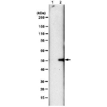 Anti-N3-Phosphohistidine (3-pHis) Antibody, clone SC56-2, ZooMAb® Rabbit Monoclonal，4X25UL，ZRB1352-4X25UL，Sigma