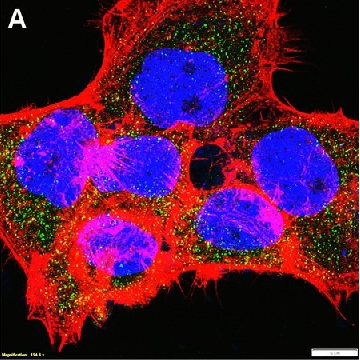Anti-LRRFIP2 Antibody, clone 1B22 ZooMAb® Rabbit Monoclonal，25UL，ZRB1740-25UL，Sigma
