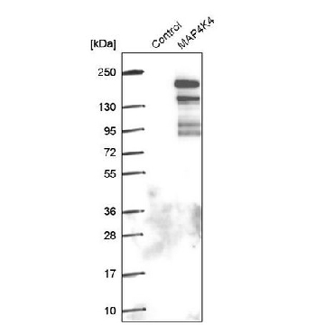Anti-MAP4K4 antibody produced in rabbit，100UL，HPA008476-100UL，Sigma