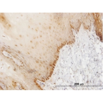 ANTI-HOXB7 antibody produced in mouse，100UG，SAB1412447-100UG，Sigma