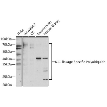 Anti-K11-linkage Specific Polyubiquitin antibody produced in rabbit，100UL，SAB5701121-100UL，Sigma