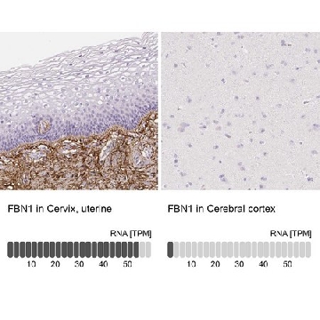 Anti-FBN1 antibody produced in rabbit，100UL，HPA021057-100UL，Sigma