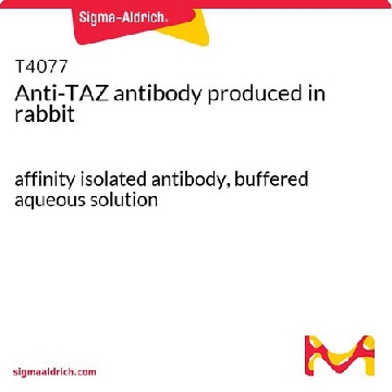 Anti-TAZ antibody produced in rabbit，100UG，T4077-100UG，Sigma