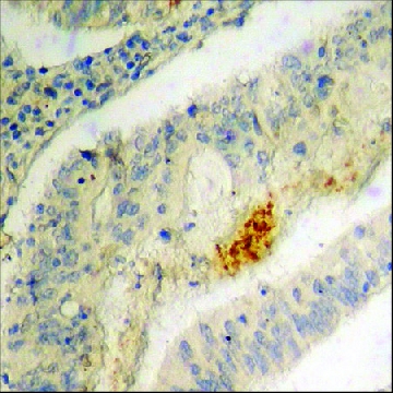 抗-磷酸IRF-3 (pSer³⁹⁶) 兔抗，100UG，SAB4504031-100UG，Sigma