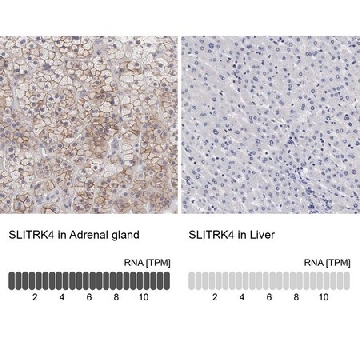 Anti-SLITRK4 antibody produced in rabbit，100UL，HPA000431-100UL，Sigma
