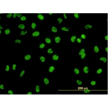 Monoclonal Anti-GATA2 antibody produced in mouse，100UG，WH0002624M1-100UG，Sigma