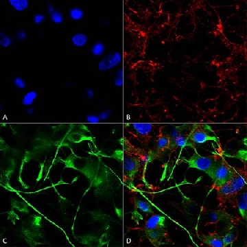 Monoclonal Anti-Vglut2 antibody produced in mouse，100UG，SAB5200276-100UG，Sigma
